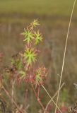 Geranium sanguineum. Верхушка побега, принимающего осеннюю окраску. Башкортостан, Кугарчинский р-н, окр. дер. Мурадымово, природный парк \"Мурадымовское ущелье\", долина р. Большой Ик, луг. 2 сентября 2018 г.