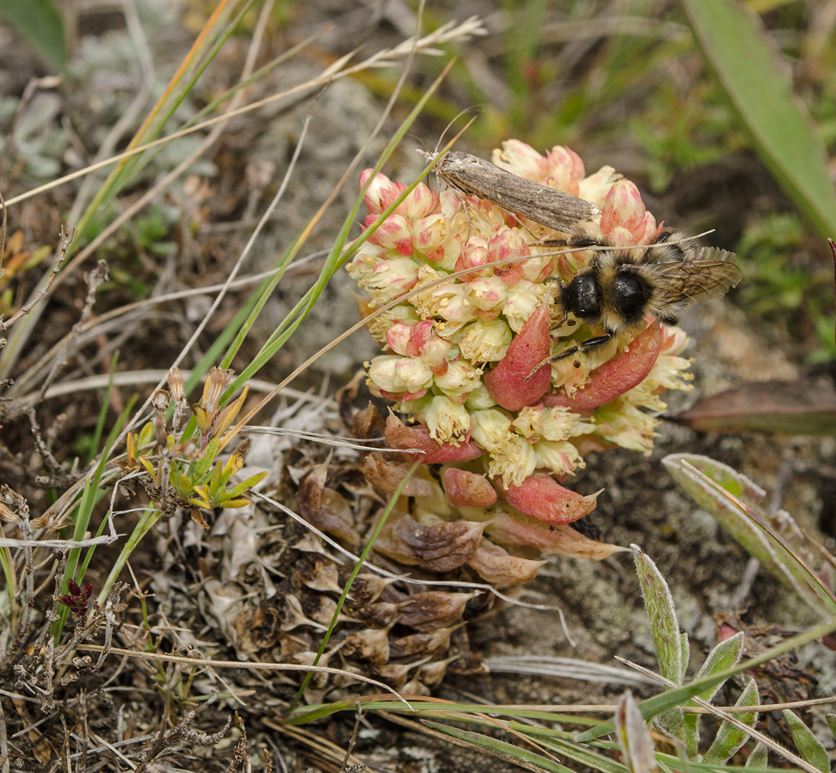 Изображение особи Orostachys spinosa.