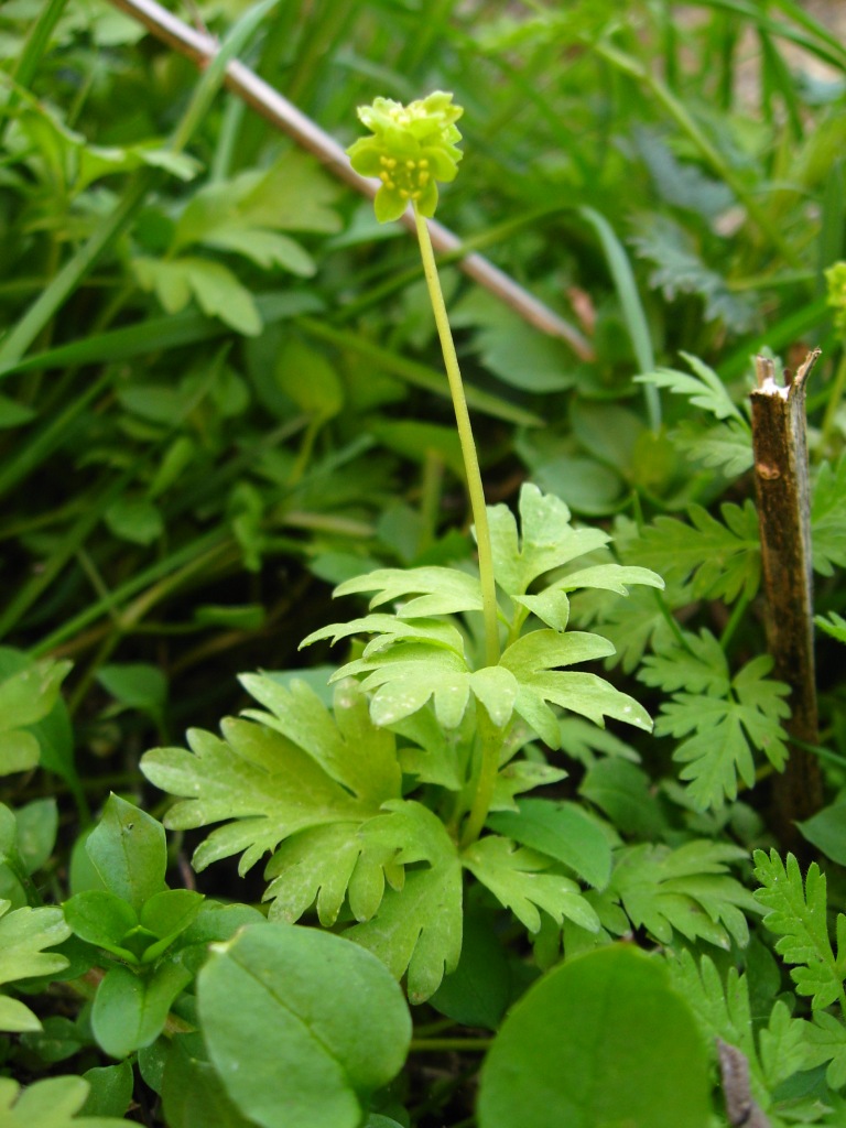 Изображение особи Adoxa moschatellina.