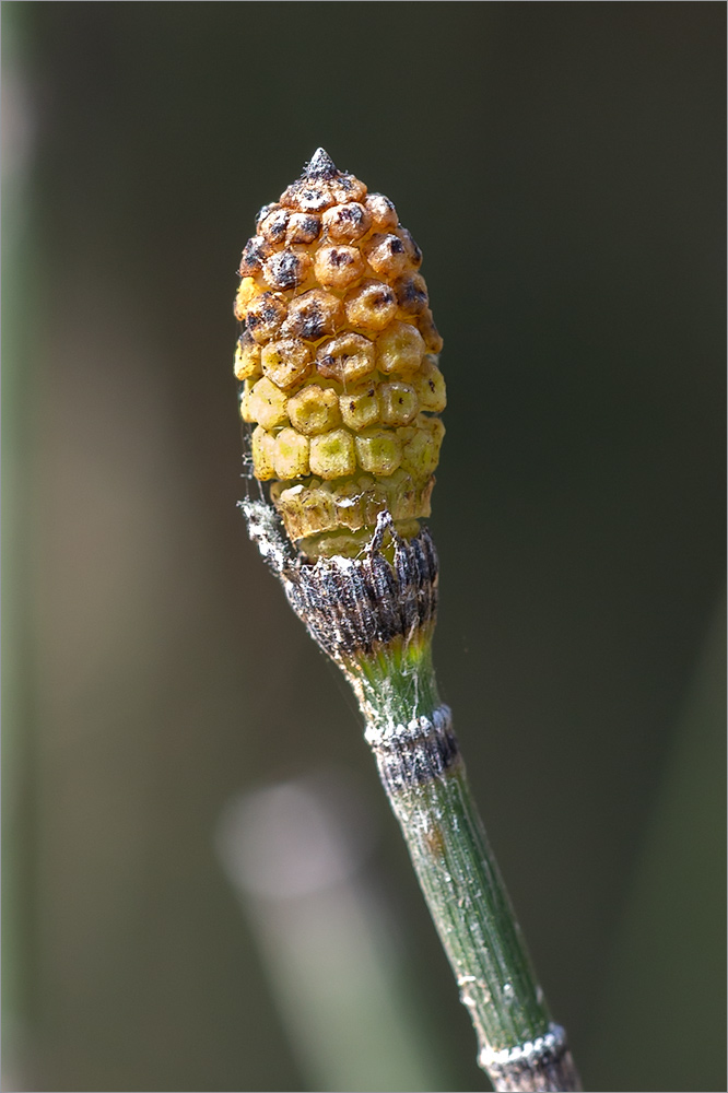 Изображение особи Equisetum hyemale.