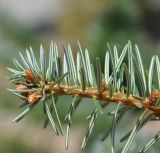 Abies cilicica