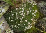 Gypsophila uralensis. Отцветающие растения. Челябинская обл., Саткинский р-н, национальный парк \"Зюраткуль\", вершина горы Большой Уван, ~1220 м н.у.м, в расщелине между камнями. 10.08.2019.