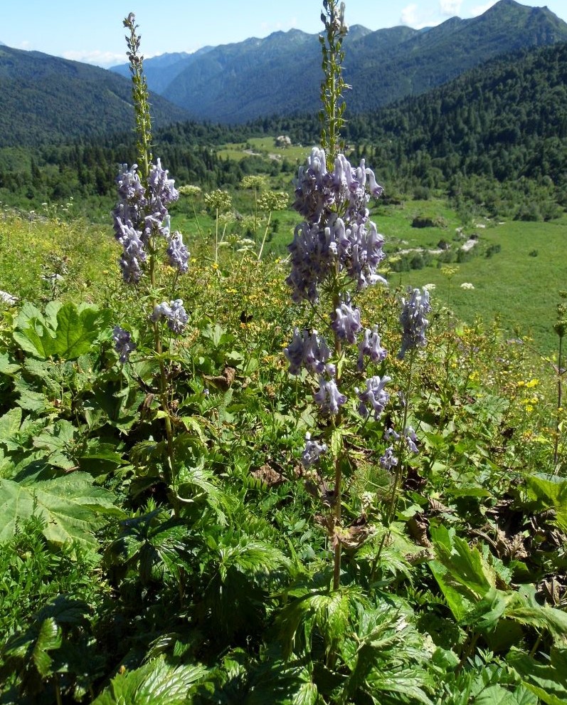 Изображение особи Aconitum orientale.