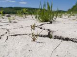 Juncus nastanthus