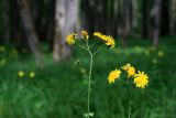 Crepis paludosa