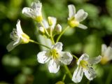 Cardamine amara