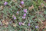 Astragalus gezeldarensis