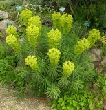 Euphorbia characias. Цветущее растение. Австрия, г. Вена, альпинарий при Бельведере. 28.04.2008.