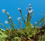 Myosotis incrassata