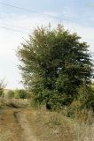 Crataegus leiomonogyna. Плодоносящее растение. Ростовская обл., Персиановская степь, окр. станицы Красюковская, на днище балки. Третья декада сентября 2004 г.