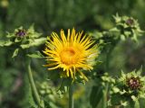 Inula helenium