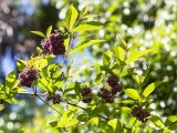 Callicarpa japonica. Часть веточки с соплодиями. Абхазия, г. Сухум, Сухумский ботанический сад, в культуре. 14.05.2021.