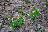 Primula macrocalyx. Цветущие растения. Самарская обл., национальный парк \"Самарская Лука\", гора Верблюд, опушка широколиственного леса. 01.05.2021.