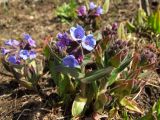 Pulmonaria mollis. Цветущее растение. Магаданская обл., г. Магадан, мкр-н Автодром, дачный участок. 05.06.2018.