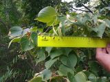 Tilia platyphyllos