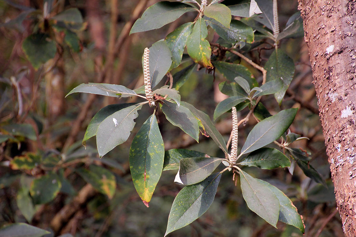 Изображение особи род Lithocarpus.