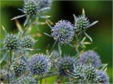 Eryngium planum