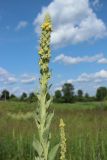 Verbascum thapsus. Верхушка цветущего растения. Беларусь, Витебская обл., пос. Езерище, дол. р. Оболь у плотины, нарушенный сырой луг, на участке обнажённого грунта. 23.06.2023.