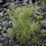 Equisetum pratense