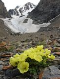 род Papaver. Цветущее растение. Алтай, Северо-Чуйский хребет, истоки р. Актру. 24.06.2010.