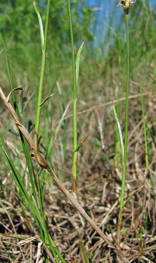 Image of Carex chordorrhiza specimen.