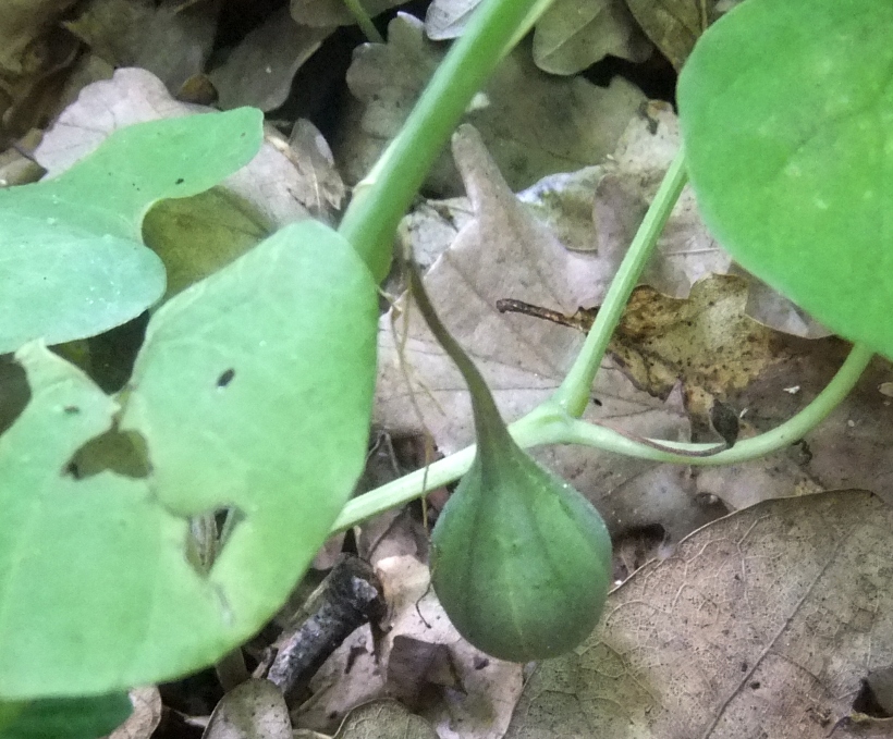 Изображение особи Aristolochia steupii.