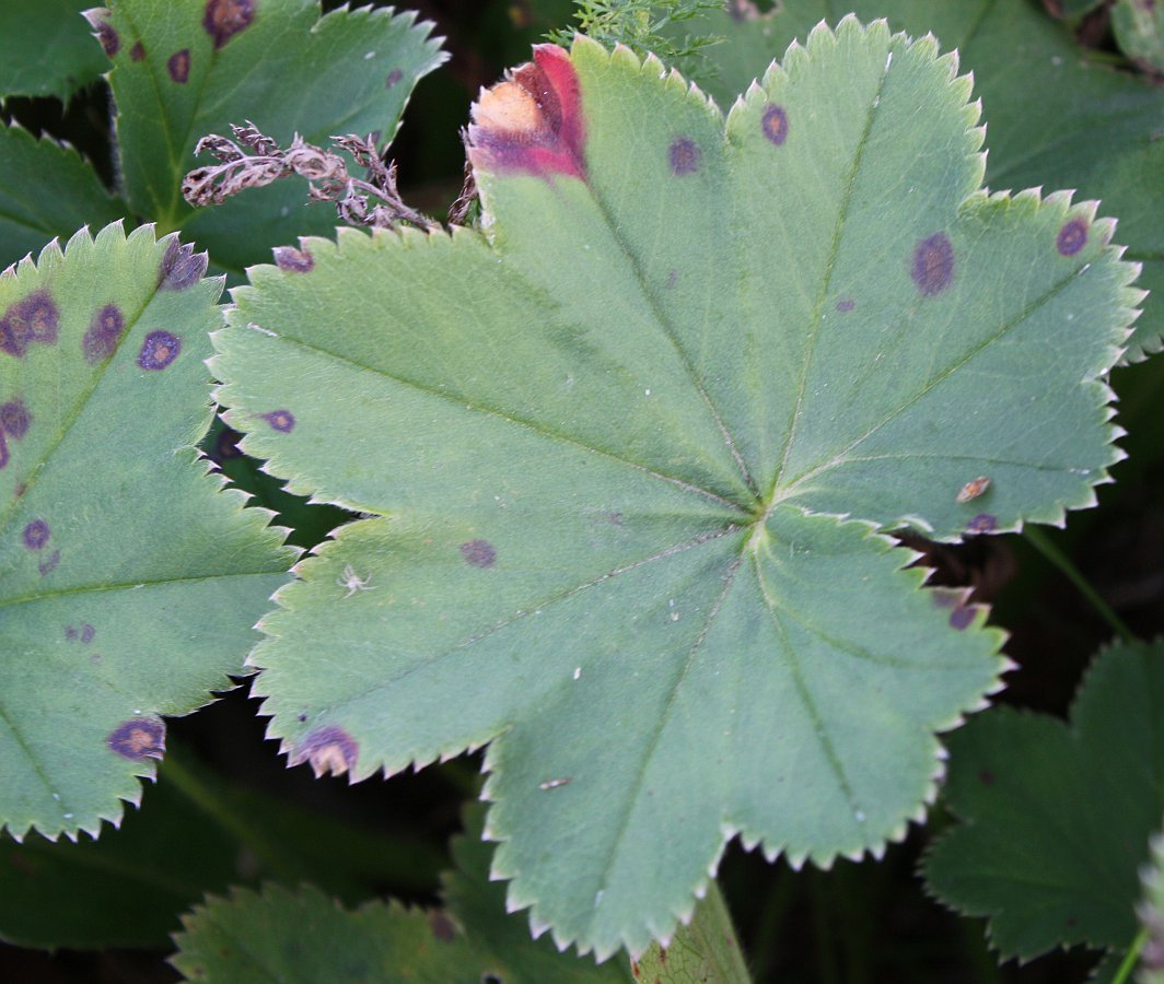 Изображение особи Alchemilla monticola.