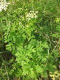 Heracleum sphondylium