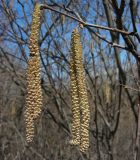 Corylus avellana. Мужские соцветия. Курская обл., г. Железногорск. 10 апреля 2009 г.