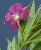 Epilobium hirsutum