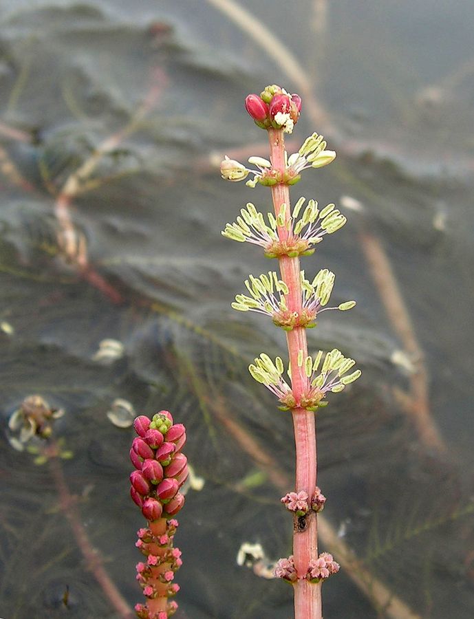Изображение особи Myriophyllum spicatum.