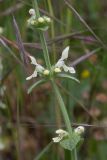 Stachys recta. Часть побега с соцветиями. Испания, Страна Басков, Алаба, окр. сельского поселения Гопеги, сухой луг на опушке можжевелово-дубового редколесья. 08.06.2012.