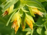 Cerinthe minor