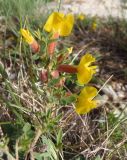 Chamaecytisus wulffii