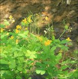 Chelidonium majus