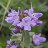 Thymus seravschanicus