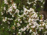 род Leptospermum