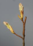 Amelanchier canadensis. Верхушка веточки с раскрывающимися почками. Германия, г. Кемпен, в культуре. 06.03.2014.