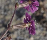 Silene colorata