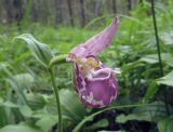 Cypripedium guttatum