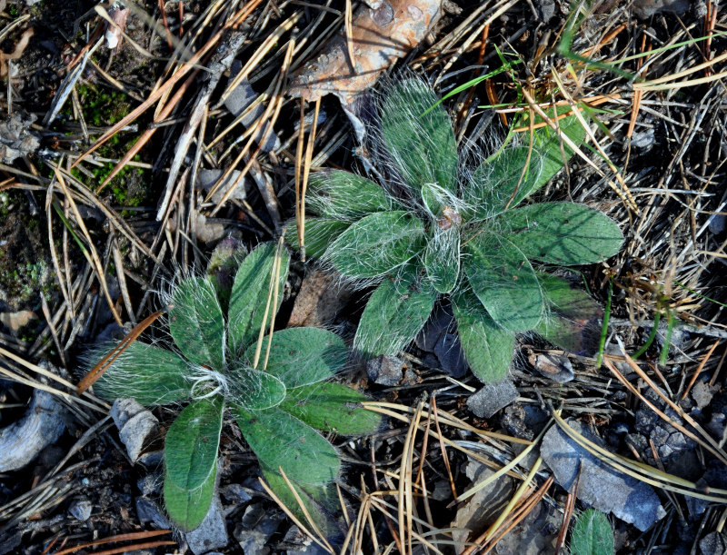 Изображение особи Pilosella officinarum.