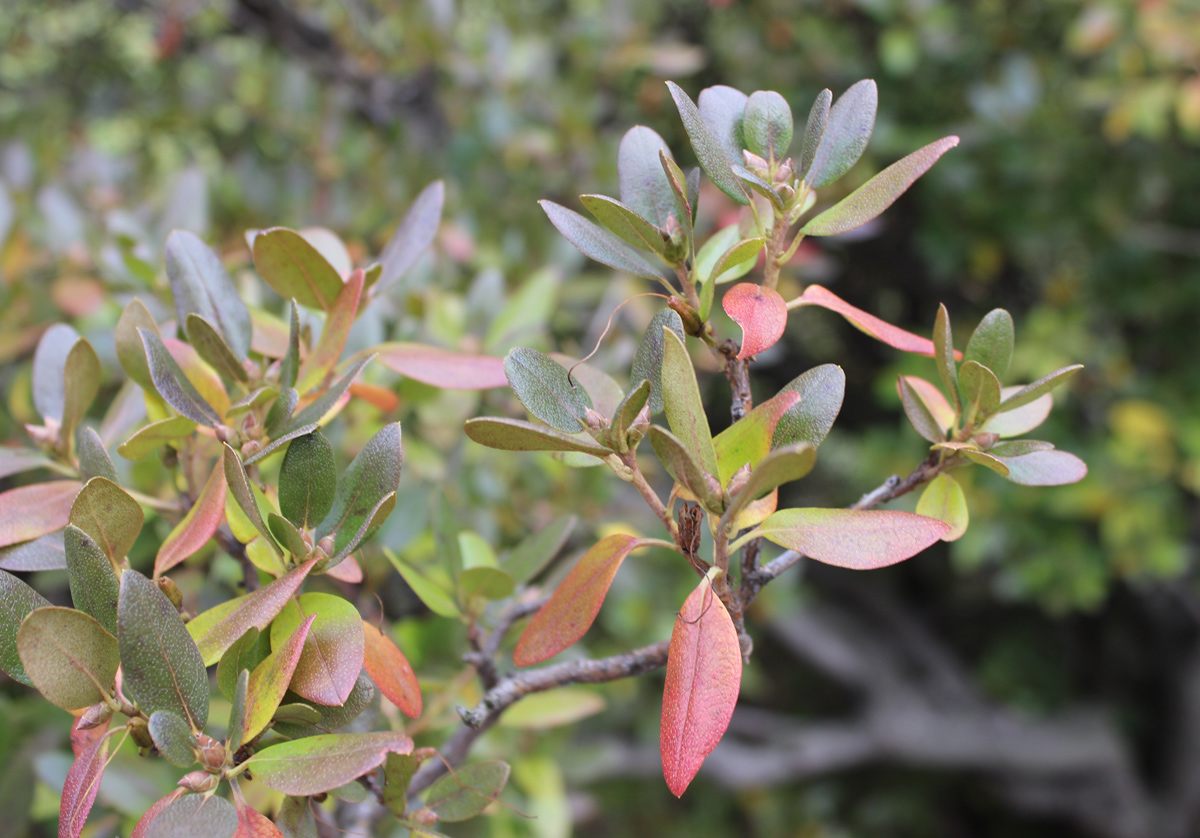 Изображение особи Rhododendron ledebourii.