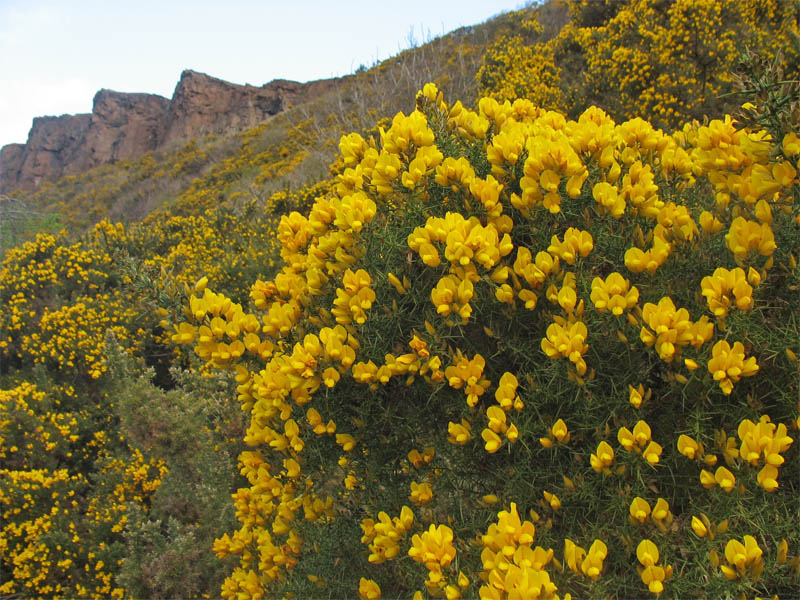 Изображение особи Ulex europaea.