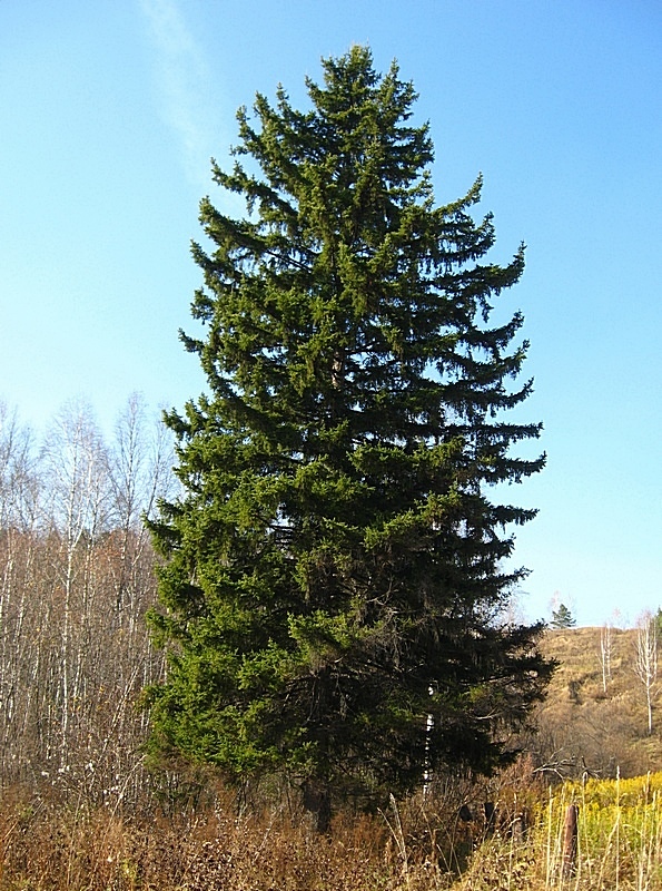 Изображение особи Picea obovata.