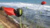 Papaver laevigatum