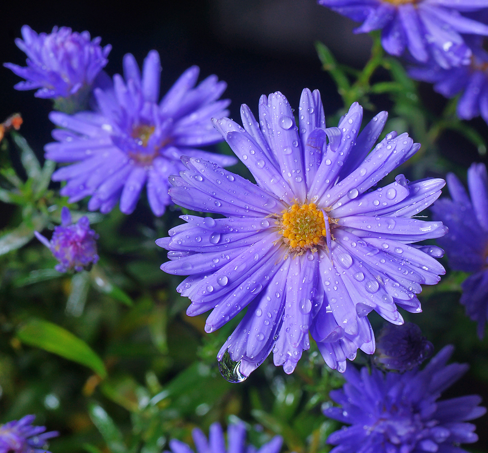 Изображение особи Symphyotrichum &times; versicolor.