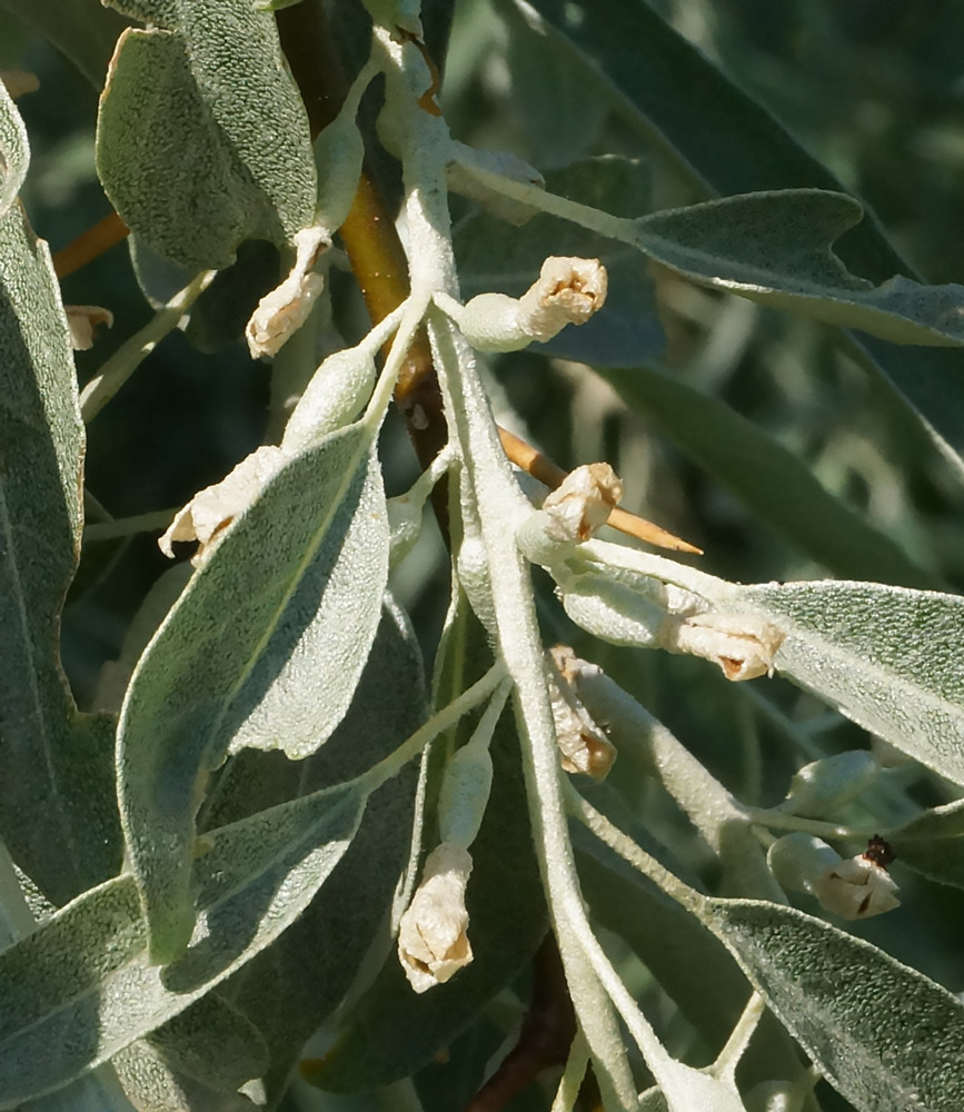 Image of Elaeagnus oxycarpa specimen.