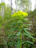 Euphorbia pilosa