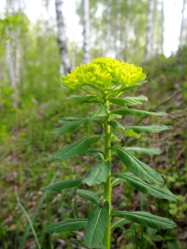 Изображение особи Euphorbia pilosa.