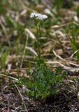 Thalictrum petaloideum